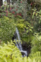 One of many small waterfalls set within lush tropical planting. Fuschia boliviana flowers above the waterfall. Monte Palace Gardens, Madeira. August.