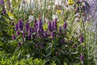 Mixed perennial planting of Agastache 'Beelicious Purple' - anise hyssop with Perovskia and Gaura lindheimeri 'Whirling Butterflies'