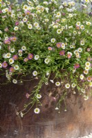 Erigeron karvinskianus 'Sea of Blossom' - Mexican Fleabane planted in a corten steel round container 