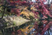Acers in autumn colour reflected in water of the pond of the Nakaragi-no-mori area of the garden. 