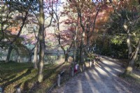 Path and  in Acers in autumn colour in the Nakaragi-no-mori area of the garden. 
