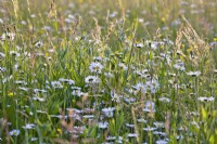 Leuchanthemum vulgare - ox-eye daisy in wild flower meadow.