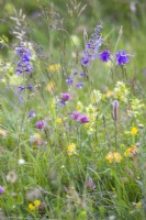 Wild flower meadow with meadow clary, columbine, red clover, kidney vetch, ribwort plantain and grasses.