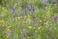 Wild flower meadow with meadow clary, columbine, yellow ox-eye, red clover, knapweed, kidney vetch, ribwort plantain and grasses.