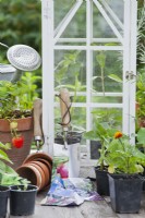 Small greenhouse , garden tools and annual flower seedlings.
