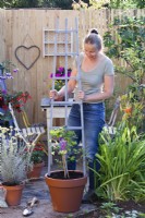 Woman placing wooden support to recently planted Clematis  'Ville de Lyon'.