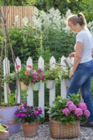 Woman watering pot grown bedding plants including Impatiens, Pelargonium, Verbena and Sanvitalia hanging from a white fence.