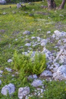 Blooming alpine wildflower meadow.. Polystichum aculeatum.