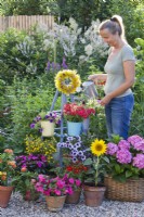 A woman waters flowers in containers including Impatiens, Surfinia, Verbena, Scaevola, Zinnia, Sunflower, Hydrangea and Sanvitalia.