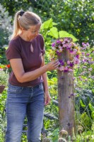 A woman hangs a mostly pink wreath made of  Echinacea, Rosa, Fennel, Monarda and Veronicastrum.on a wooden stand