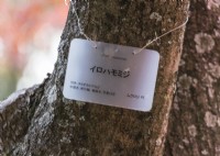 Plant label in Japanese and English for Acer palmatum