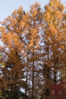Stand of several Metasequoia glyptostroboides trees in orange autumn colour.