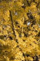 Close up of leaves of Ginko biloba tree.