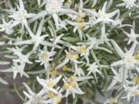 Leontopodium alpinum Blossom of Snow, summer July