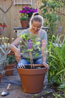 Woman feeding newly planted Clematis. Since clematis needs a lot of nutrients, it should be fertilized in the spring immediately after planting with a low nitrogen fertilizer and then fertilized every four weeks twice more. Spreading fertilizer with a garden fork.