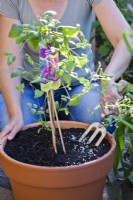 Woman spreading feed using fork by newly planted Clematis. Since clematis needs a lot of nutrients, it should be fertilized in the spring immediately after planting with a low nitrogen fertilizer and then fertilized every four weeks twice more. 
