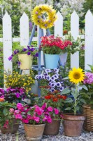 Group of containers planted with Impatiens, Surfinia, Verbena, Scaevola, Zinnia, Sunflower and Sanvitalia.