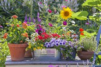 Display of containers planted with Verbena, Surfinia, Impatiens, Lantana, Cosmos, Thyme, Sunflowers, Bacopa and Scaevola.