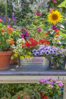 Display of containers planted with Verbena, Surfinia, Impatiens, Lantana, Cosmos, Thyme, Sunflowers, Bacopa and Scaevola.