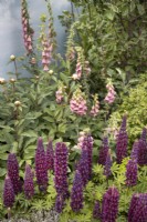 Lupins and digitalis in 'An Imagined Miner's Garden' at RHS Chatsworth Flower Show 2019, June