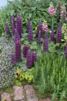 Lupins in a mixed bed with rosemary and foxgloves in 'An Imagined Miner's Garden' at RHS Chatsworth Flower Show 2019, June