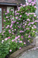 Rosa 'Gertrude Jekyll' at David Austin roses, June