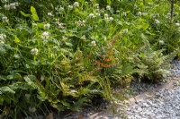 Dryopteris erythrosora - Japanese Shield Fern and Trifolium repens