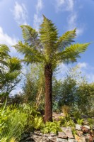 Dicksonia antartica tree fern and Phyllostachys aurea - golden bamboo
