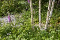 Betula pendula underplanted with Digitalis purpurea, Campanula lactiflora 'Loddon Anna' and Trifolium repens