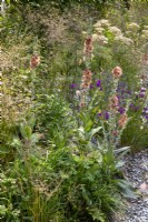 Mixed perennial planting border of Verbascum 'Helen Johnson', Verbena rigida and Deschampsia cespitosa 'Bronzeschleier' 