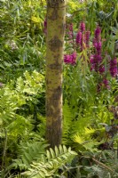 Salix x sepulcralis var. chrysocoma - Golden weeping willow underplanted with  Lythrum salicaria 'Robert' and Osmunda regalis
