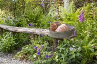 A wooden bench with a sieve and terracotta plant pots surrounded by colourful mixed perennial naturalistic planting including Campanula 'Kent Belle' and Digitalis purpurea