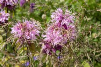 Monarda 'Croftway Pink, Bergamot, Bee balm and Deschampsia cespitosa 'Bronzeschleier'