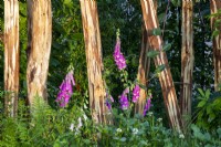 Stripped bark tree trunks as sculpture focal point - planting of Digitalis purpurea and Trifolium repens