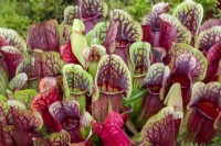 Sarracenia purpurea subsp. purpurea - carnivorous pitcher plant