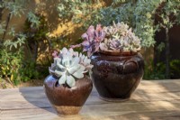 Glazed terracotta vases with Sempervivum and Echeveria succulent plants