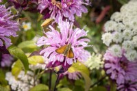 Skipper butterfly on Monarda 'Croftway Pink' flower, Bergamot