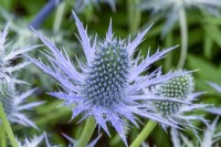 Eryngium zabellii 'Big Blue' - Seaholly