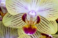Phalaenopsis 'Gold Staff' - moth orchid