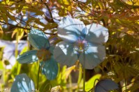 Meconopsis x sheldonii 'Lingholm' - Himalayan Blue Poppy