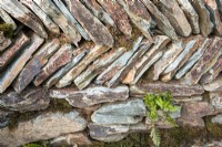 Detail of an old Herring bone drystone wall 
