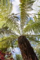 Low angle view of a Dicksonia antartica tree fern