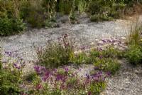 Drought tolerant gravel border with mixed perennial planting of Verbena rigida, Erigeron karvinskianus and Salvia greggii 'Icing Sugar'
