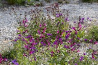 Drought tolerant gravel border with mixed perennial planting of Verbena rigida and Salvia greggii 'Icing Sugar'