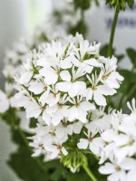 Pelargonium zonale Starry Pure White, summer June