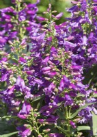 Penstemon barbatus Pristine Lila Purple, summer August