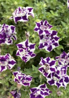 Petunia Double Stuff Violet Star, summer August