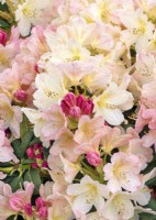 Rhododendron yakushimanum Percy Wiseman, spring May