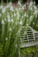 Chamaenerion angustifolium 'Album' growing around a rustic wooden bench in summer garden
