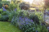 Cool colours in mixed border in early sunlight with various roses including Rosa 'Souvenir de St. Anne's', and Geranium 'Johnson's Blue', Stachys byzantina and delphiniums .